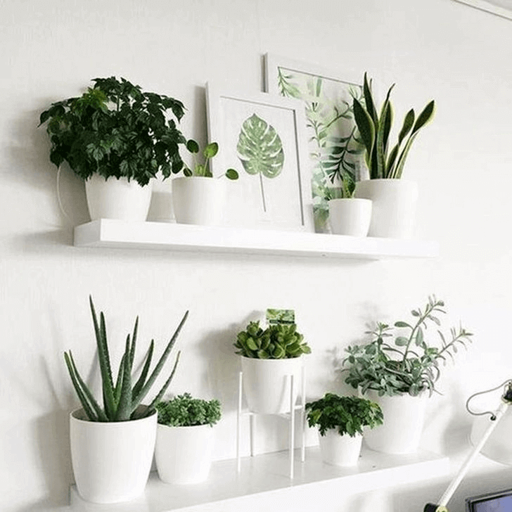 indoor plant decor