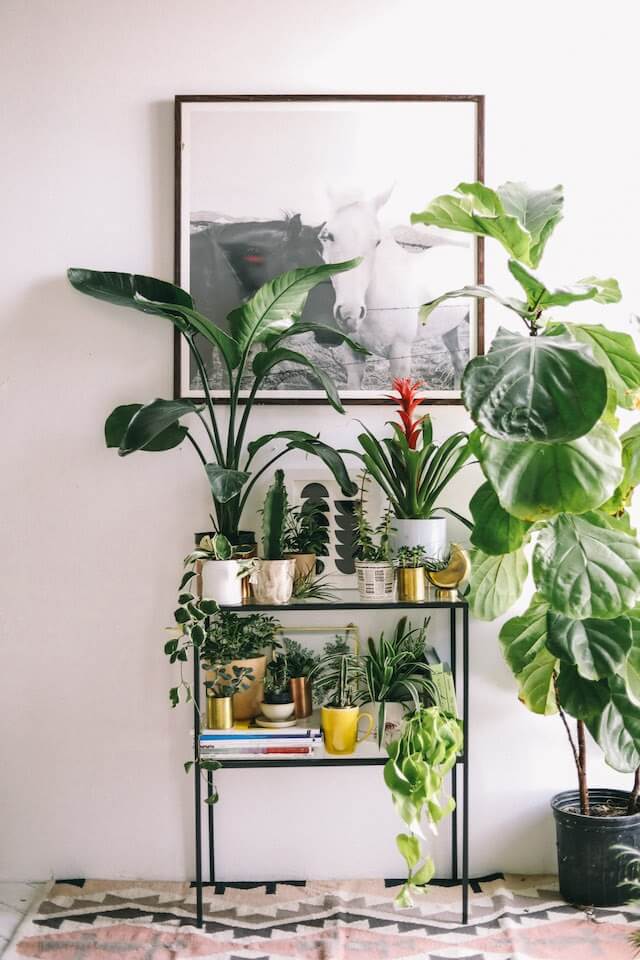 plants for kitchen decor