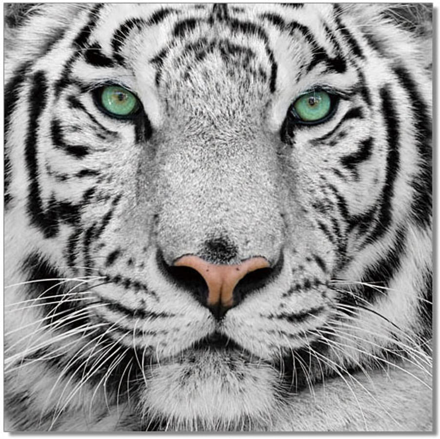 JM Furniture Black White Tiger Wall Art