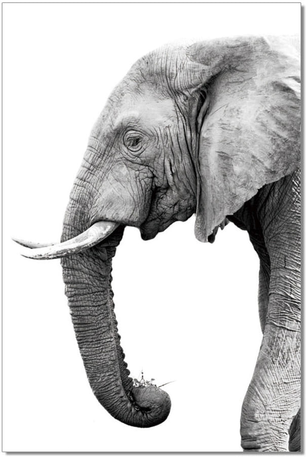 JM Furniture Black Grey Tusk Wall Art